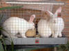 Curry Cat peeks out from between the bunnies. His bunny companions taught him to not be afraid of people.