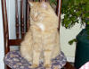 Curry cat in the kitchen surveying his domain in his best Garfield pose. 