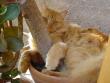 Curry Cat hugging a potted tree.