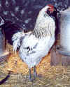 Arracana rooster called Big White.