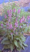 A mature betony plant in bloom.