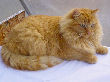 Curry Cat's favorite spot in the winter - the greenhouse.