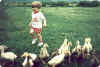 A grandson chases the white Peking duckings.