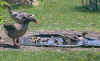 Proud goose parents show off their gooslings at the swimming hole.