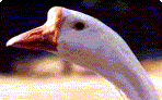 White Chinese goose.