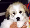 Molly Brown Bear as a puppy.