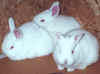 White New Zealand bunnies.
