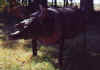 A second view of the pig.