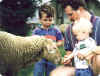 Grandkids and thier Dad feed the sheep.