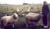 Our friend Mary meets the sheep.