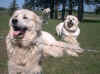 Baron, Kodi and Honey Bear on duty in the pasture.