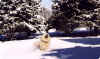 Boomer loves to romp in the snow.