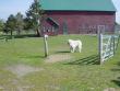 Boomer, our oldest Great Pyrenees,  won't go through the open gate without being called.