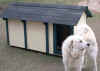 Baron, our younger male Great Pyrenees guard dog,  posses in front of his dog house.