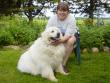 Honey Bear, our beautiful white Great Pyrenees, poses with Donna.