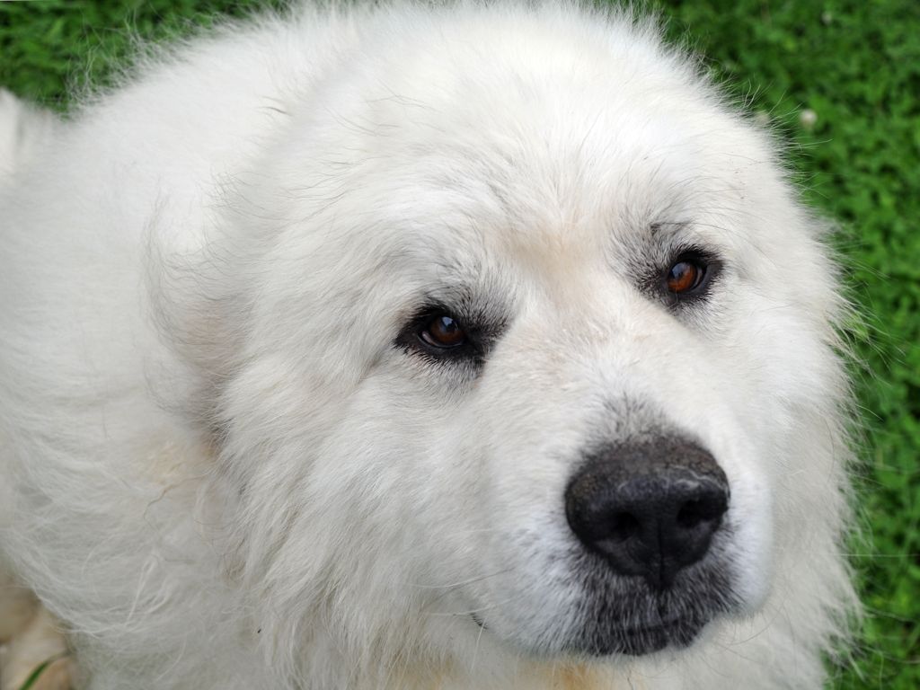 are great pyrenees good guard dogs