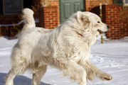 Asher romps in the snow.