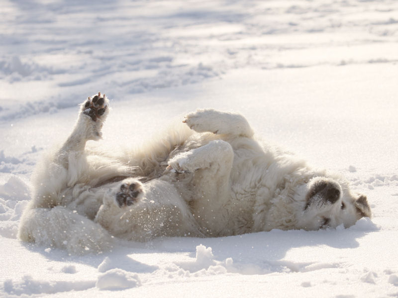 are great pyrenees snow dogs