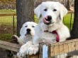 Jessie licks her chops as Josie (left) looks on.