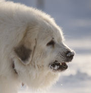 Molly postures with another Pyr to reinforce her status in the pack.