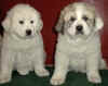 Pyr pups have all white or badger markings. 