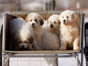 Puppy in the Garden Way cart.