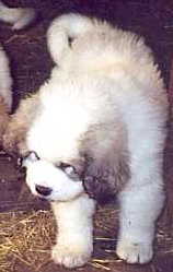 One of Molly's puppies looks to see if it can get out of the pen.