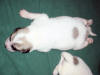 A Great Pyr puppy that is one-week old.