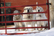 Ginger, Kodi and Bella wait for the people to show up.