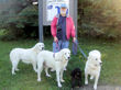 Bob walking the dogs at Collinwood County Park.