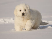 White Pyr puppy in the snow.