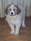 Angel, the Great Pyrenees pup.