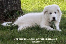 All white Great Pyrenees guard dog at three months.