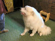 Josie, the Great Pyrenees guard dog, sitting.