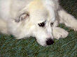 Josie, the Great Pyrenees guard dog looking sweet.