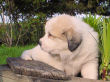 Maxie, the Great Pyrenees pup.