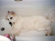Zuke enjoying the coolness of the bathtub.