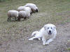 Amos guarding his sheep.