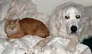 Great Pyrenees Chery with friend Paddington