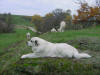 Heidi guarding her alpacas.