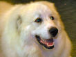 A smile on the face of Josie, the Great Pyrenese guard dog.