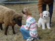 Shep's first day meeting the sheep.