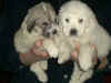 A pair of Pyr puppies from Honey Bear & Boomer.