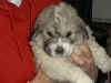 Honey Bear and Boomer badger-marked Pyr puppy.