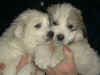 A pair of Pyr puppies from Honey Bear & Boomer.