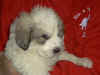 Honey Bear and Boomer badger-marked Pyr puppy.