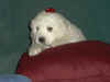 Honey Bear and Boomer white Pyr puppy.