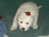 Honey Bear and Boomer white Pyr puppy.