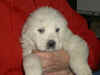 Honey Bear and Boomer white Pyr puppy.