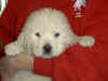 Honey Bear and Boomer white Pyr puppy.